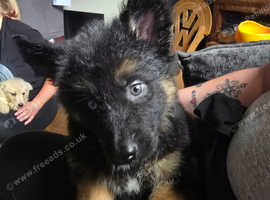 1 boy left. Shepsky puppies looking for a new home