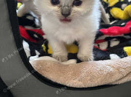 3 ragdoll girl kittens looking for forever home
