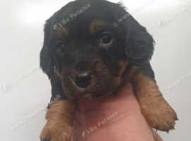 4 pups left 1 boy 3 girls cockerjacks
