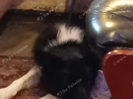 2 year old male border collie