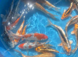 Koi