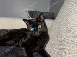 Chelsea- microchipped and vaccinated