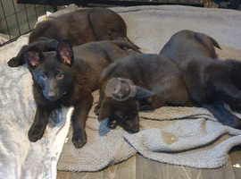 GERMAN SHEPHERD **Last 3 Pups Available**  Pure Black.  £650!!