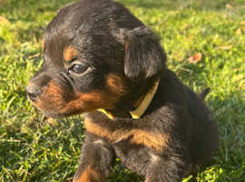 Stunning litter of Rottweilers