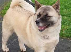 Showline American Akita