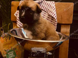 Shepsky puppies (Dutch Shepherd x Anatolian Shepherd x Husky)