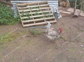 Mix Breed Cockerel in Crediton on Freeads Classifieds - Other classifieds