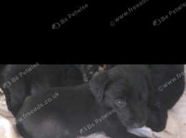 Labradoodle x dalmatian puppies