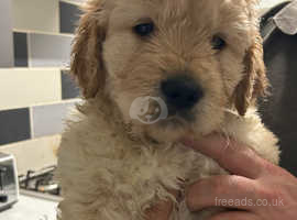 F1b goldendoodle puppies for sale hot sale near me