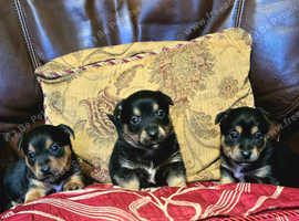 Stunning litter of Jack Russell's