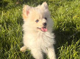 Pomsky F3b Russian Pomeranian Puppies