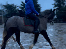 connie type mare