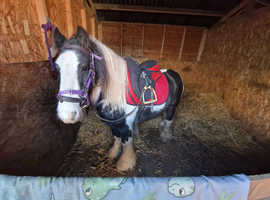 12.2hh Ride and Drive gelding cob