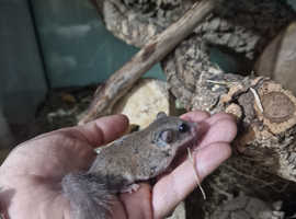 African pygmy dormice