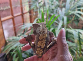 Female Crested gecko