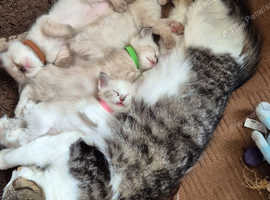 Turkish angora cross Birman kitten