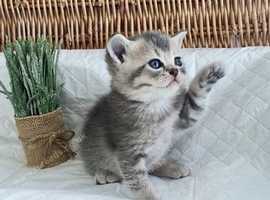 Beautiful Bsh Kittens (READY 8TH JUNE)