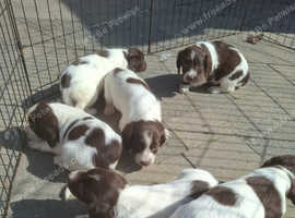 Spring spaniel puppies.
