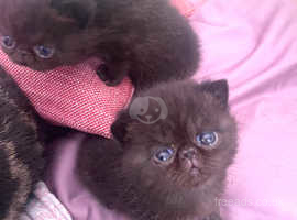 Exotic Shorthair Kittens for sale / precious pedigree parents