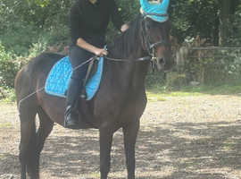 Golden oldie super sweet pony .