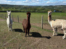 3 beautiful girls