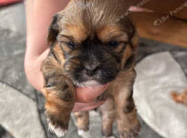 beautiful shorkie puppies