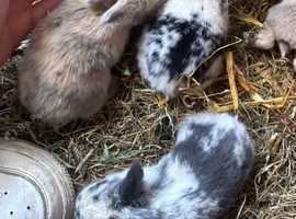 3 bunnies