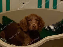Beautiful Sprocker Spaniel