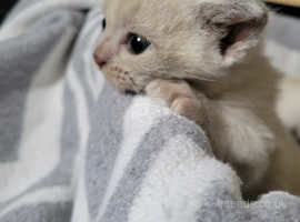 Outstanding quality, pure pedigree, registered Burmese