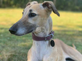 Female Saluki/whippet looking for new home