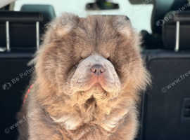 kc lilac chow chow