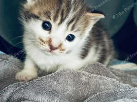 British shorthair tabby