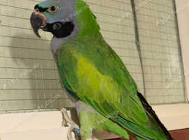 Stunning young darbyan parrot