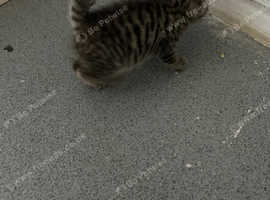 Lovely kitten