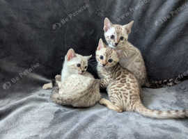3 beautiful pure snow bengal kitten