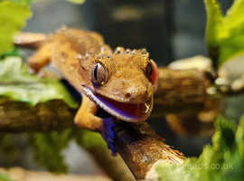 Crested Gecko Juvenile