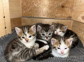Persian mix kittens!