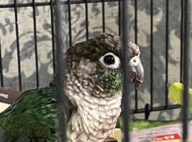 Conure turquoise deluxe male
