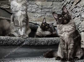 TICA Registered Maine Coon girls
