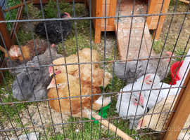 Livestock Farm Animals For Sale Rehome In Lakenheath Find Pets