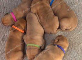 Dogue de bordeaux show quality puppies