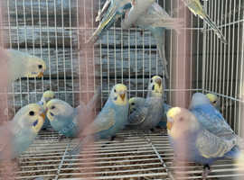 Rainbow budgies all this year babies