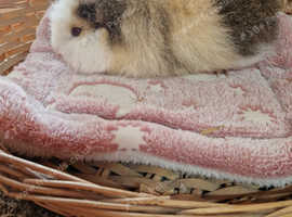 Swiss guinea pig boy