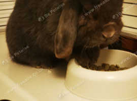 Rabbits she