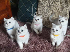 Beautiful Gccf Registered Silver Shaded Bsh Kittens. In Pilling PR3 On ...