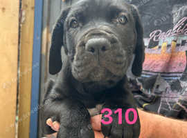 Cane Corso Italian Mastiff Girl Pups. Vaccinated. Ready NOW!