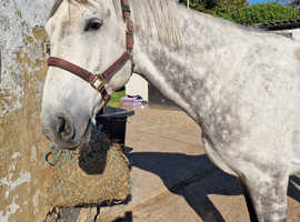 Dutch warmblood