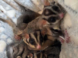 2 pairs unrelated Baby sugar gliders