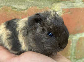 Cute guinea deals pigs for sale