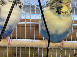 Bonded pair Recessive pied Budgies
